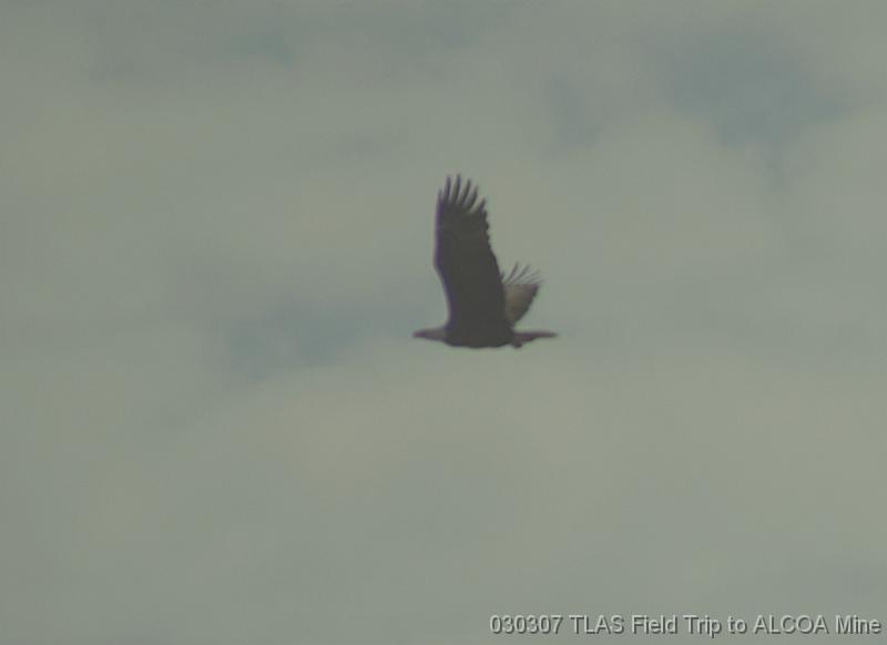 Bad Bald Eagle Pic 